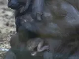 Nacimiento de un gorila en Cantabria