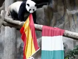 El oso panda Lin Hui apuesta por España en la final de la Eurocopa.