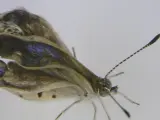 Un ejemplar macho adulto mutado de la mariposa Zizeeria maha. Se han descubierto mutaciones en varias mariposas cazadas cerca de la planta nuclear de Fukushima.