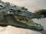 El cocodrilo de agua salada es el mayor tamaño del mundo y el mayor reptil del planeta.