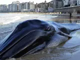 La ballena que quedó varada en la playa de La Concha de San Sebastián y que ha fallecido.