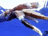 Imagen de archivo de los restos otro calamar gigante encontrado en aguas del sur de Tenerif.