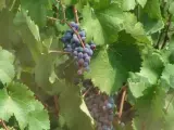 Jumilla concentra el 80% del cultivo de uva monastrell de esta zona costera.