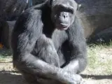 Un chimpancé en el zoológico.