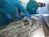 Necropsia a un calamar gigante hallado en Punta Carnero