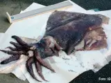 Imagen del calamar gigante que apareció en Galicia