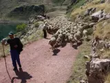 Pastor de ovejas en Asturias