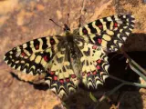 Una de las especies de mariposas del parque botánico