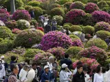 Un grupo de turistas caminan entre azaleas en el sepulcro Nezu de Tokio, en Jap&oacute;n. Unos 3.000 arbustos de distintos tipos de azaleas atraen a los turistas al sepulcro desde mediados de abril. Jap&oacute;n celebra su Semana Dorada de vacaciones del 28 de abril al 6 de mayo.