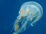 Una medusa en una fotografía de archivo.