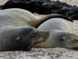 Imagen del 3 de junio de 2013, en Puerto Baquerizo Moreno, Galápagos (Ecuador), en la que aparecen dos lobos marinos.