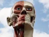 El ser humano tiene más de 30 músculos faciales.