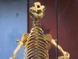 Huesos de osos prehistóricos.