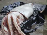 Calamar gigante hallado en una playa de Pechón