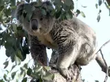 Un koala subido a un árbol, donde acostumbran a dormitar y alimentarse.