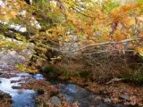 El oto&ntilde;o consigue sacar la mejor estampa del hayedo.