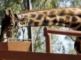 Una imagen de archivo de una jirafa en un zoológico.