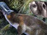 Imagen facilitada por la Universidad de Nueva Gales del Sur de un boceto de un ornitorrinco carnívoro de un metro de largo, la especie dentada de mayor tamaño descubierta hasta la fecha.