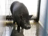 Especímen de cerdo vietnamita capturado en Sevilla