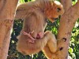 Gibón mejillas doradas nacido en bioparc unico primate peligro de extinción