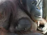 Jawi, una orangután de Borneo de 17 años, sostiene a su segunda cría, Hadiah, nacida el 2 de enero en el Zoo de Barcelona.