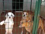Perros de la residencia canina de la Diputación, en Alhaurín de la Torre