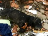El cadáver de un perro hallado en Moratalaz a principios de enero con señales de haber participado en una pelea