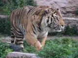 Imagen de archivo de un tigre de Sumatra.