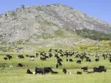 Vacas de raza avileña negra ibérica por la calzada romana del Puerto del Pico (Ávila).