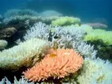 La Gran Barrera de Coral es Patrimonio de la Humanidad