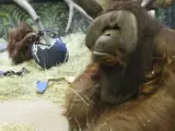 Eli, el orangután que lleva seis años adivinando quién es el ganador de la Superbowl.
