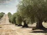 Esta vía verde recorre un mar de olivos por tierras de Jaén.