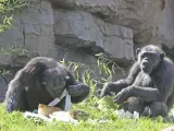 Celebración del cumpleanos del chimpancé Chispi