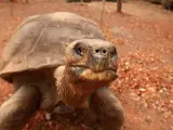 La tortuga gigante más famosa de las Islas Galápagos, 'Pepe, el misionero'.