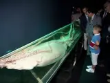 Calamar gigante en el Museo Marítimo del Cantábrico