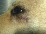 Fotografía facilitada por Juan Manuel Taboada, el veterinario que atendió al perro (en la imagen) que murió en Cuevas del Almanzora (Almería).