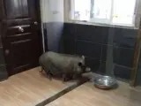 Cerdo vietnamita capturado