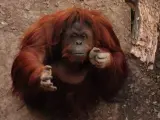 Imagen de la orangután Sandra colgada por Afada en su Facebook.