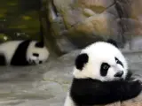 Dos de los tres trillizos de panda gigante nacidos en China
