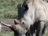 Un rinoceronte blanco del norte, en el parque de Nakuru (Kenia).