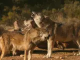 Dos lobos en Antequera (Málaga)