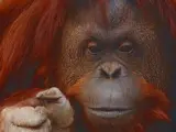 Imagen de la orangutana en cautividad en el zoo de Buenos Aires.