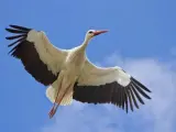 Imagen de una cigüeña blanca en pleno vuelo.