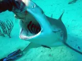Un buceador alimenta a un tiburón.