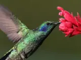 Colibrí verdemar libando néctar.