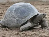 Ejemplar de tortuga gigante