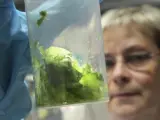 Un experto analiza muestras de un pepino en un laboratorio de la oficina estatal para la seguridad agrícola y alimentaria en Rostock (Alemania).