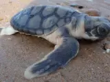Una cría de tortuga plana yendo hacia el mar