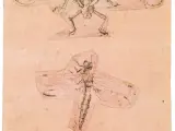 Estudio de un escarabajo y estudio de una libélula. Leonardo da Vinci vivió sumergido en una curiosidad entre artística y científica por todo lo que le rodeaba. La exposición 'Leonardo da Vinci and the Idea of Beauty' ('Leonardo da Vinci y la idea de la belleza') contiene algunos de los dibujos más admirados del genio del renacimiento