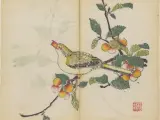 Un oriol come una cereza en una de las láminas del manual chino de 1633